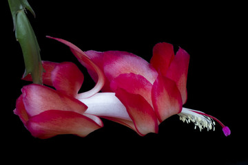 Schlumbergera flower christmas cactus