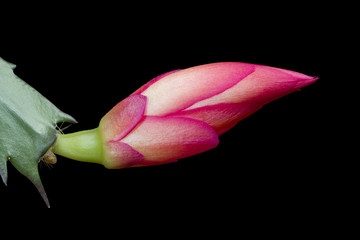 Schlumbergera flower chirstmas cactus