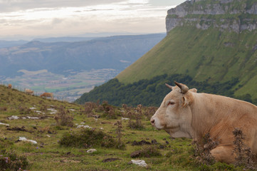 Fototapeta na wymiar cow lying in the high mountain pastures