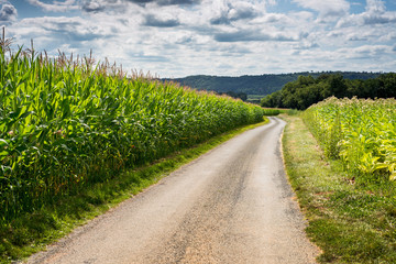 Fototapeta na wymiar Path through Corn Fields in the Dordogne, France