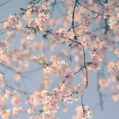Retro Filter Cherry Blossom