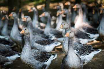 Geese raised for goose liver pate on farm, Dordogne, Aquitaine,