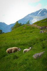 Fototapeta premium goats in the mountains.