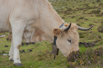 Cow grazing on mountain pastures