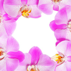 Orchid Flowers Frame isolated. Hot Pink Flowers