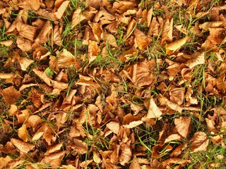 Autumn park grass ground with colorful wild chestnut leaves