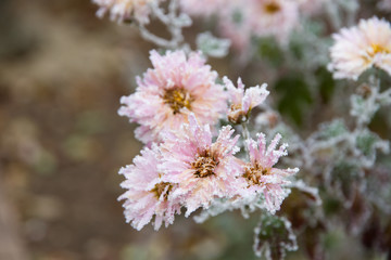 Frozen flower on a cold winter day.