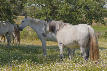 Naklejka premium Horses in the pastures and oak trees. Extremadura, Spain