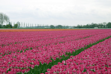 Colorful dutch tulip field in a row.