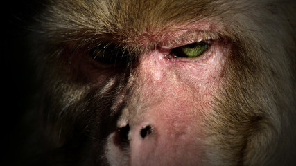 monkey staring