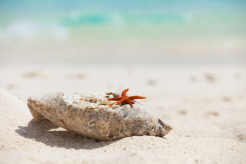 Rest in Paradise - Malediven - Muschel und Seestern im Sand