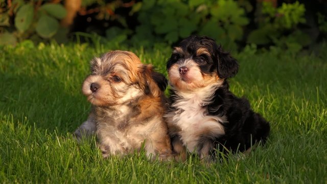 Two cute little Havanese puppies are sitting in the grass