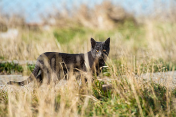 Obraz premium Group of cats