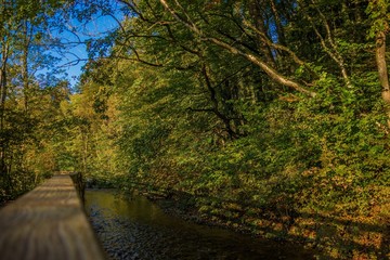 Bachlauf in der Herbstsonne