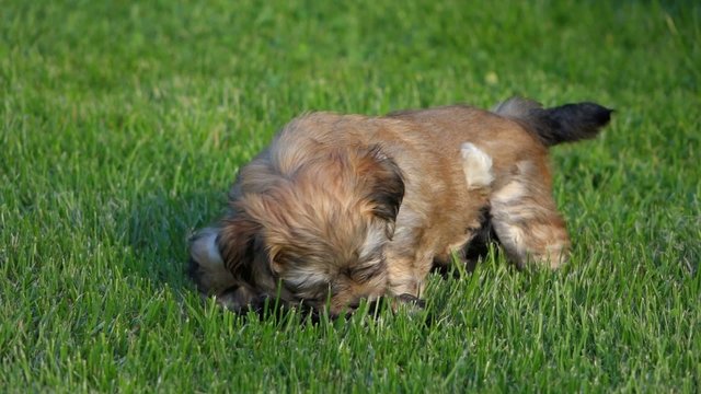 Two cute little Havanese puppies are playing wrestling