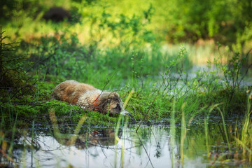 dog in the forest