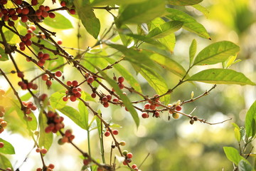 coffee beans ripening on tree