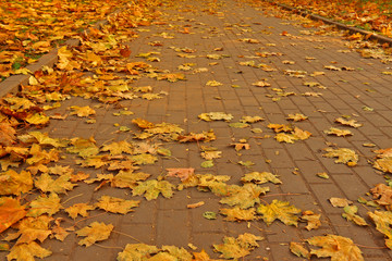 Stone pavement in golden autumn leaves