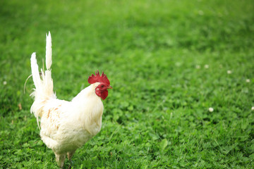 white rooster on grass 