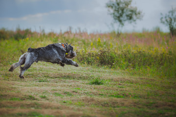 dog coursing in fields