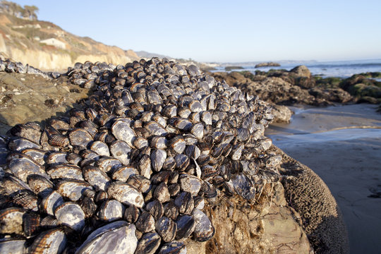 Muscle Shells on Rock