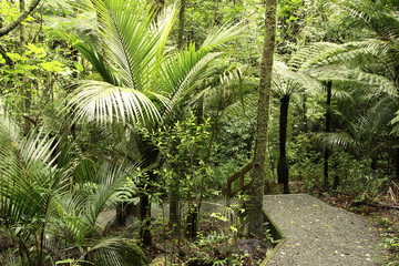 Forest trail