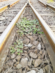 Line of railway crossing and ivy in Bangkok, Thailand