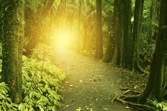 Fototapeta Walking trail sunlight in forest