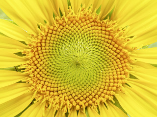 Macro sunflower pollen