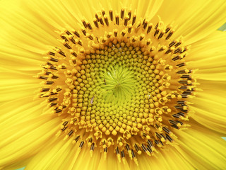 Obraz premium Macro sunflower pollen