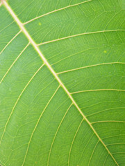 Leaf of a plant close up