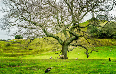 The park