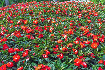 Obraz premium Flower background (Impatiens).