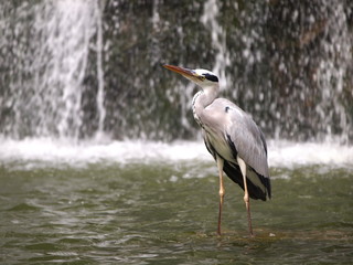 滝をバックにしたアオサギ
