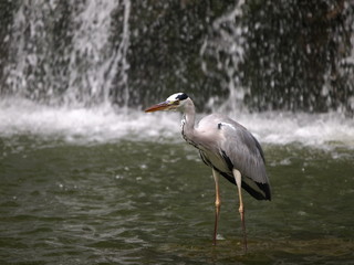 滝をバックにしたアオサギ