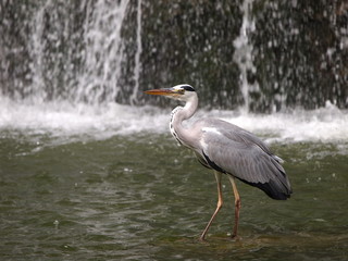 滝をバックにしたアオサギ