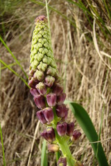 Inflorescence de Muscaris à houppe