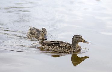 Two female ducks in the water