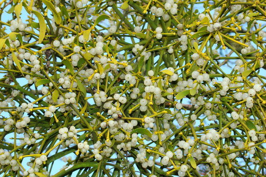 Baies de gui blanc (viscum album)