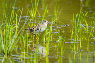Wood Sandpiper(Tringa glareola ) walking in rice field