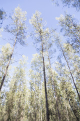 Looking up in the pine tree forest