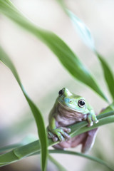 Australian Green Tree Frog © Andrew Blue