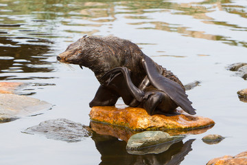 South American sea lion