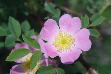 Pink rose hip flower macro