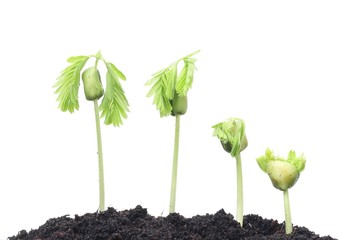 Growing plants