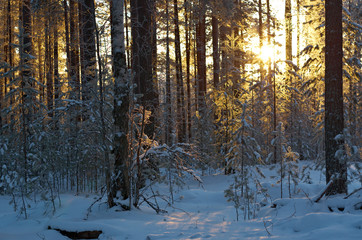 winter landscape .Winter scene