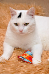 Fototapeta na wymiar Weiße Katze auf Kunstfell
