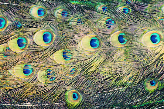 peacock © anastasiyaand