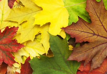 Fototapeta na wymiar Mixture of Autumn leaves