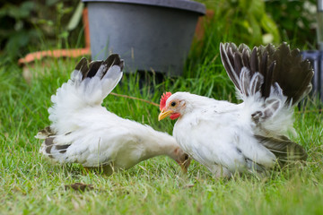 Two white chicken